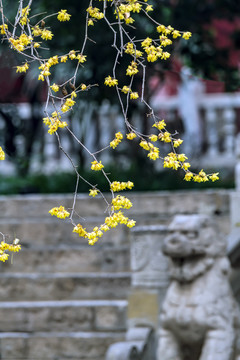 大兴善寺梅花