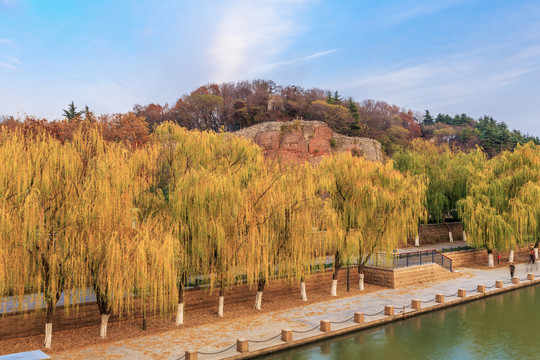 南京秦淮河河畔的柳树