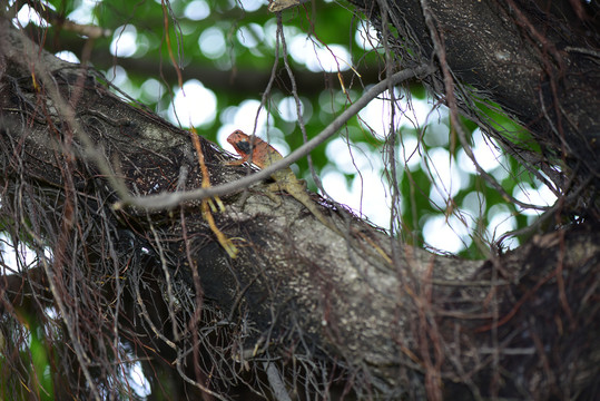 爬在树杆上警惕观望的变色树蜥