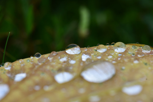 雨季过后落叶上的水珠微距特写