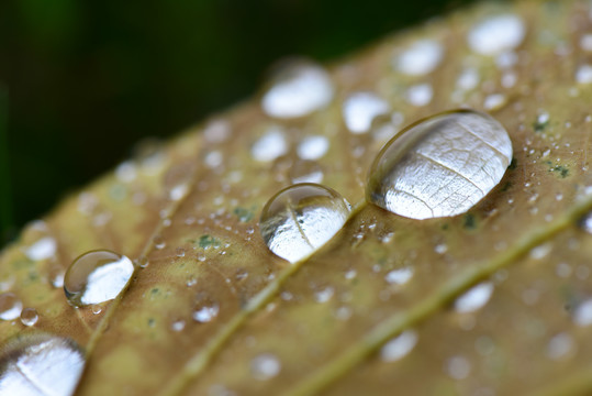雨季过后落叶上的水珠微距特写