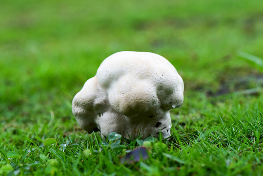 雨季过后草地上野生的马粪包