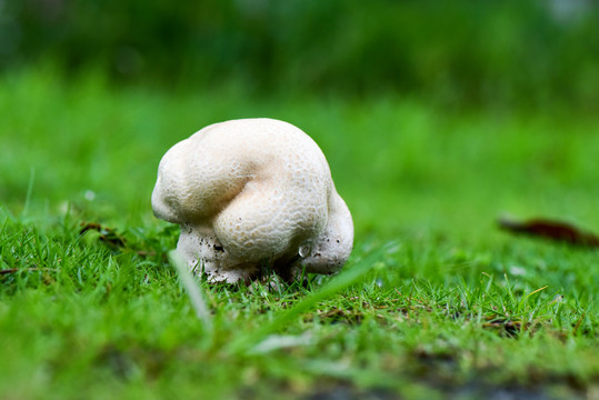 雨季过后草地上野生的马粪包