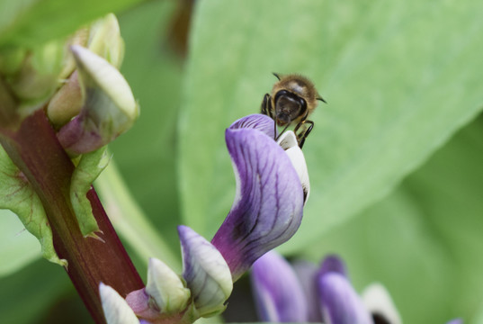 蜜蜂在胡豆花间采蜜