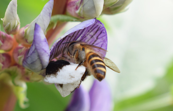 蜜蜂在胡豆花间采蜜