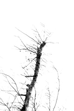黑白水墨树枝