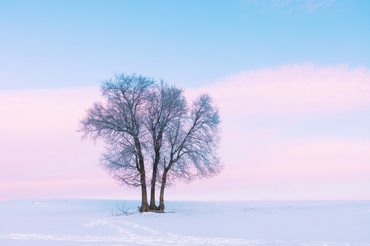 雪景