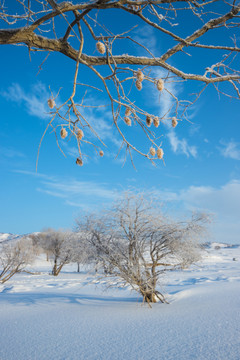 雪景