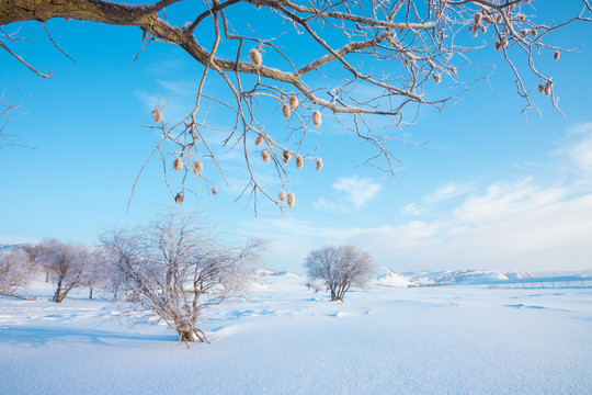 雪景