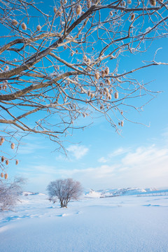 雪景