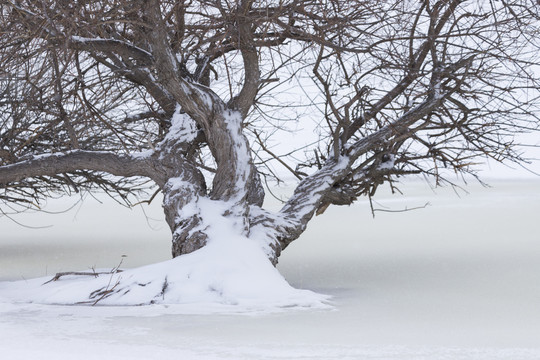 雪景