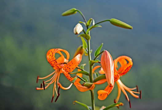 百合花