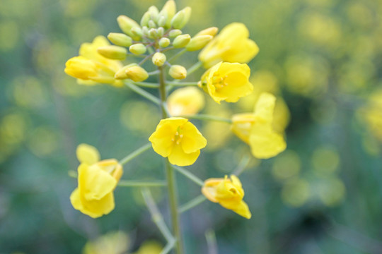 油菜花