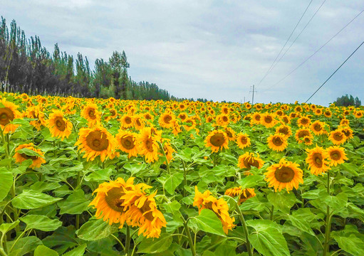 太阳花