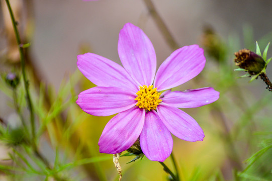 格桑花