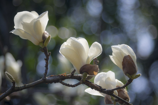 玉兰花