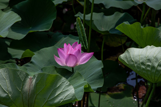 夏荷叶荷花莲花池塘