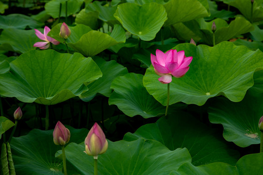 夏荷花莲花荷叶池塘