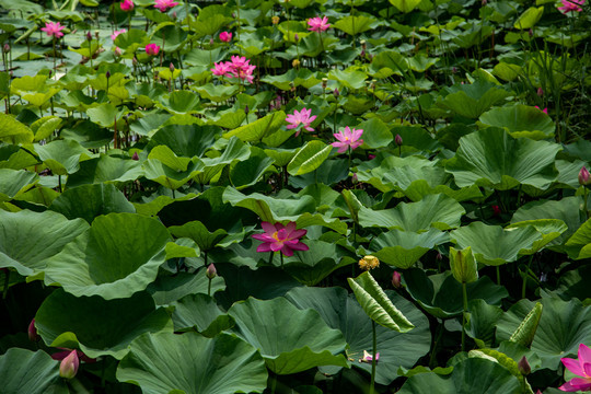 荷花池塘