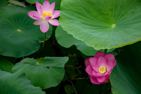 夏粉色荷花莲花荷叶池塘