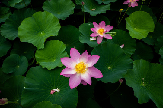 夏荷花荷叶莲花池塘