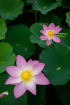 夏荷花荷叶莲花池塘