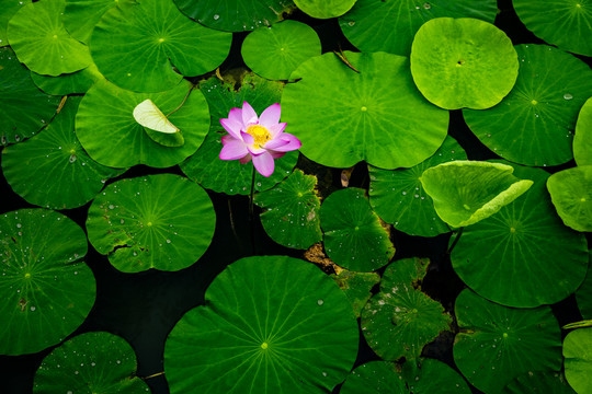 夏荷叶粉色荷花莲花池塘