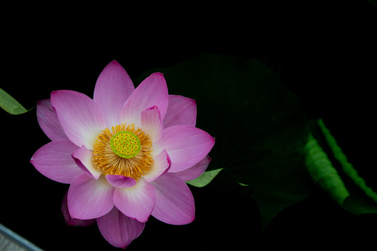 夏荷叶粉色荷花莲花池塘