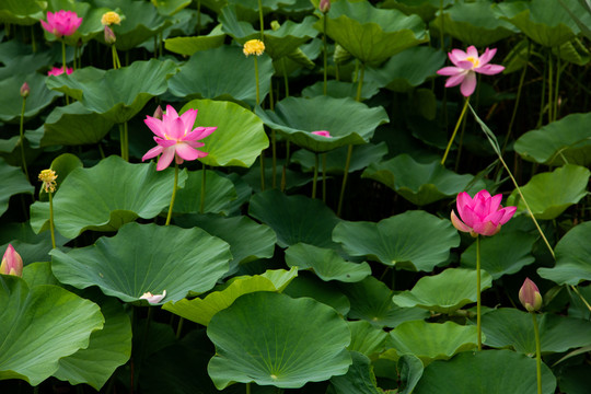 夏荷花荷葉粉色蓮花池塘
