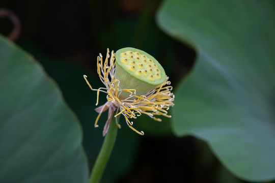 荷花莲花莲子