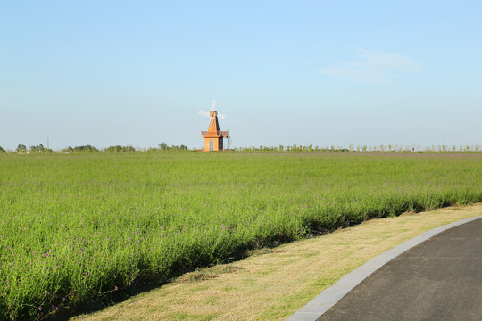 草地风车