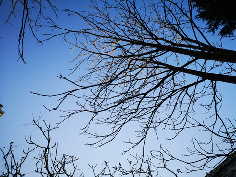 冬季枯树枝天空树木
