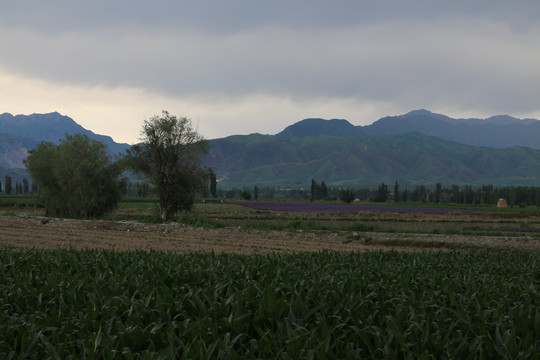 田野