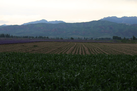 田野