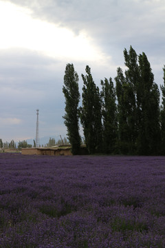 薰衣草田地里的白杨树