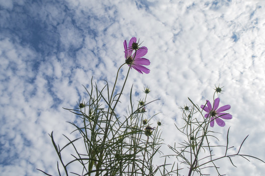 格桑花