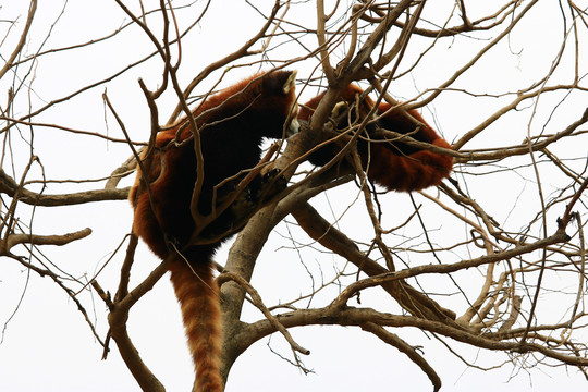 小熊猫