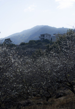 广州从化流溪河香雪梅花