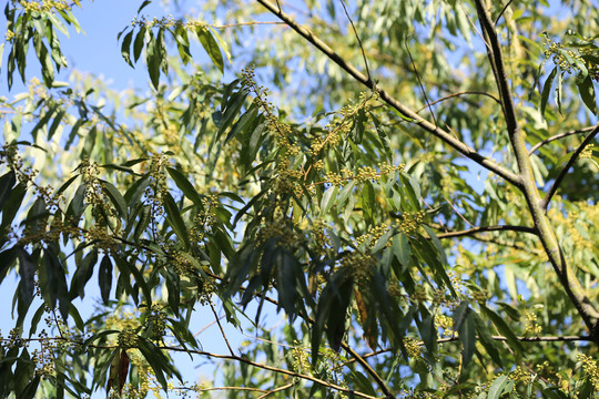 木姜子开花