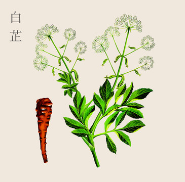 原創(chuàng)手繪中藥白芷