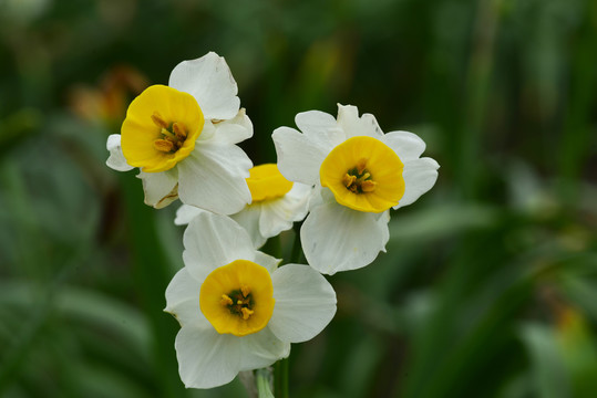 漳州水仙花