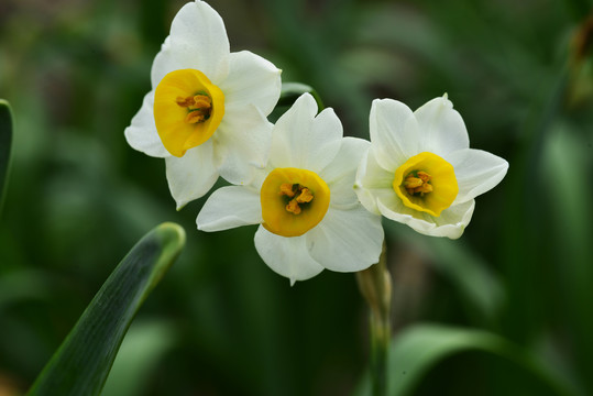 漳州水仙花