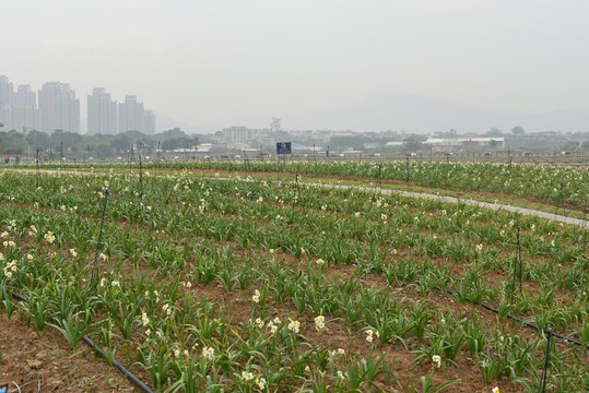 漳州水仙花种植基地