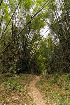 竹林小路