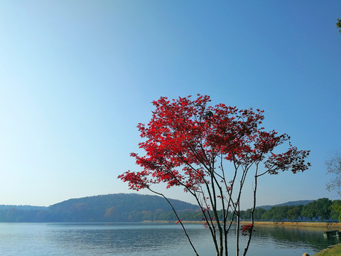 湖边红枫树