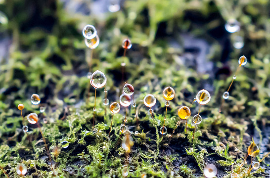 七彩雨露似珍珠