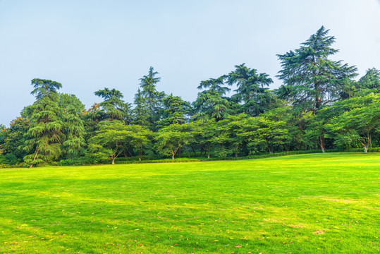 绿草地与阳光树林