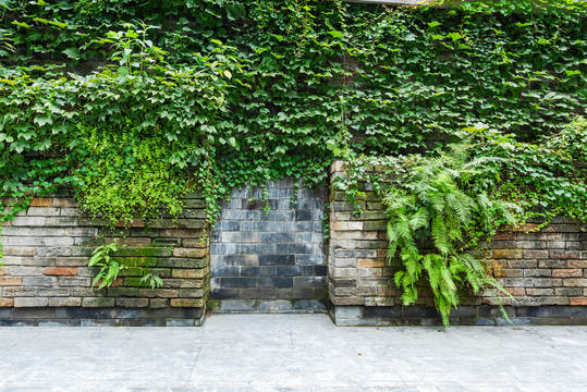青砖墙与爬山虎植物背景墙