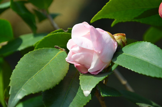 山茶花开