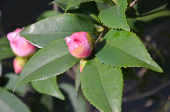 山茶花